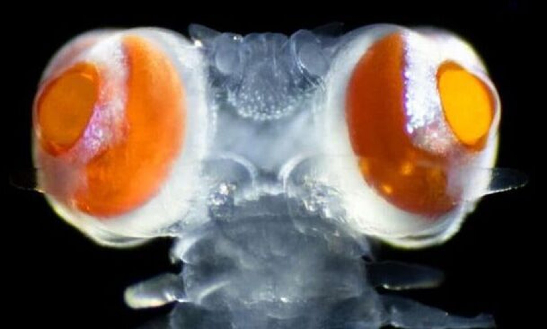 Θαλάσσιο σκουλήκι με τεράστια μάτια που λειτουργούν ως μυστική γλώσσα