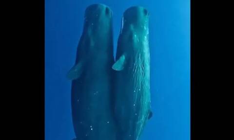 Mαμά φάλαινα και τα μωρά της κοιμούνται γαλήνια στον ωκεανό: Η μαγεία της ηρεμίας