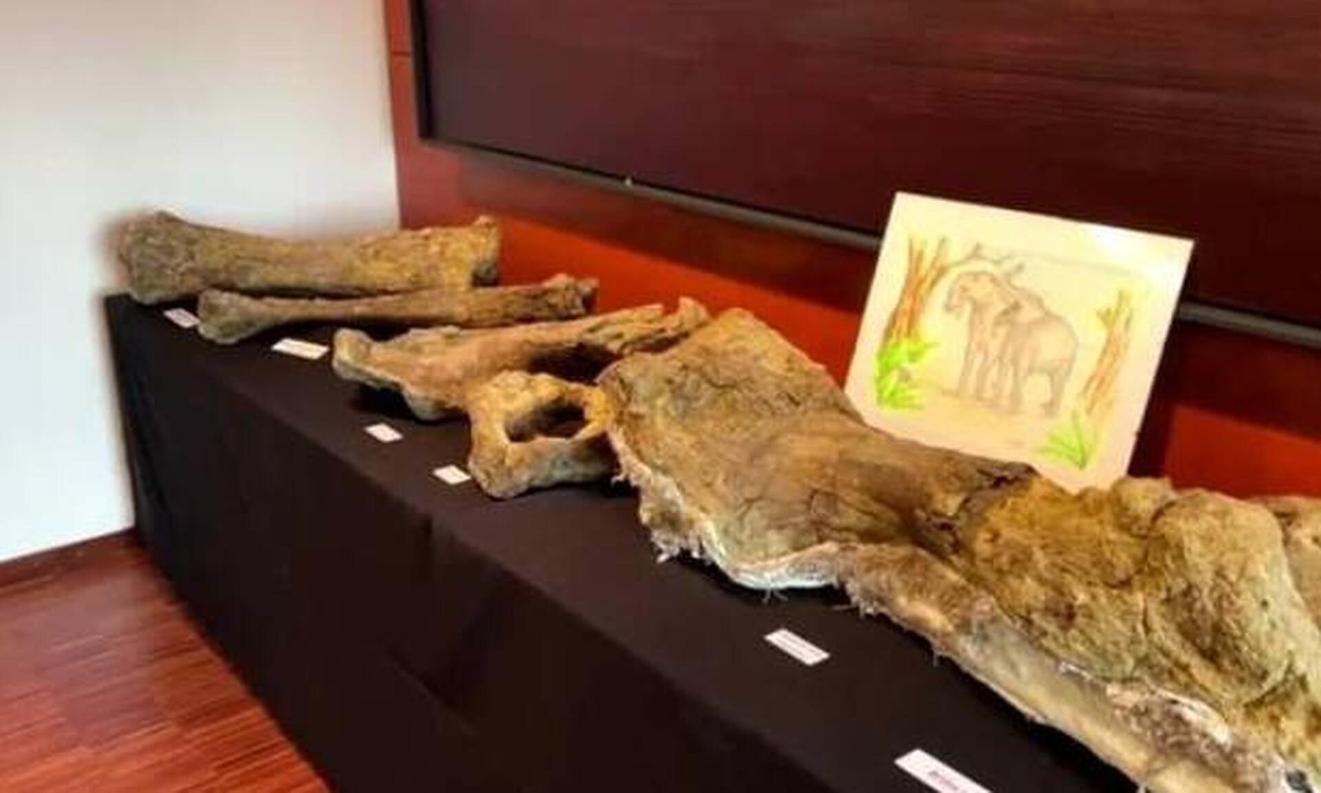 Δεινοθήρια στη Γερμανία: Μαθητές βρήκαν οστά προϊστορικού ελέφαντα