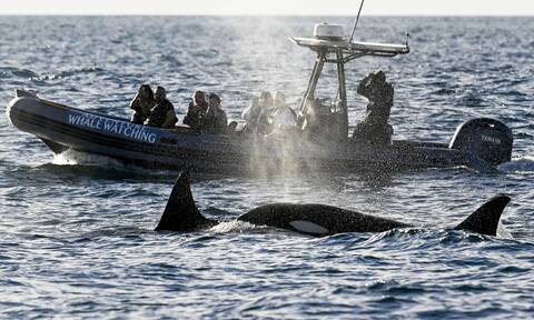 Τρομακτικό: Φάλαινες δολοφόνοι «εκπαιδεύουν» τα μικρά τους σε επιθέσεις «μίσους» εναντίον σκαφών
