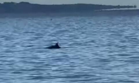 Θεσσαλονίκη: Δελφίνια τράβηξαν τα βλέμματα στον Θερμαϊκό