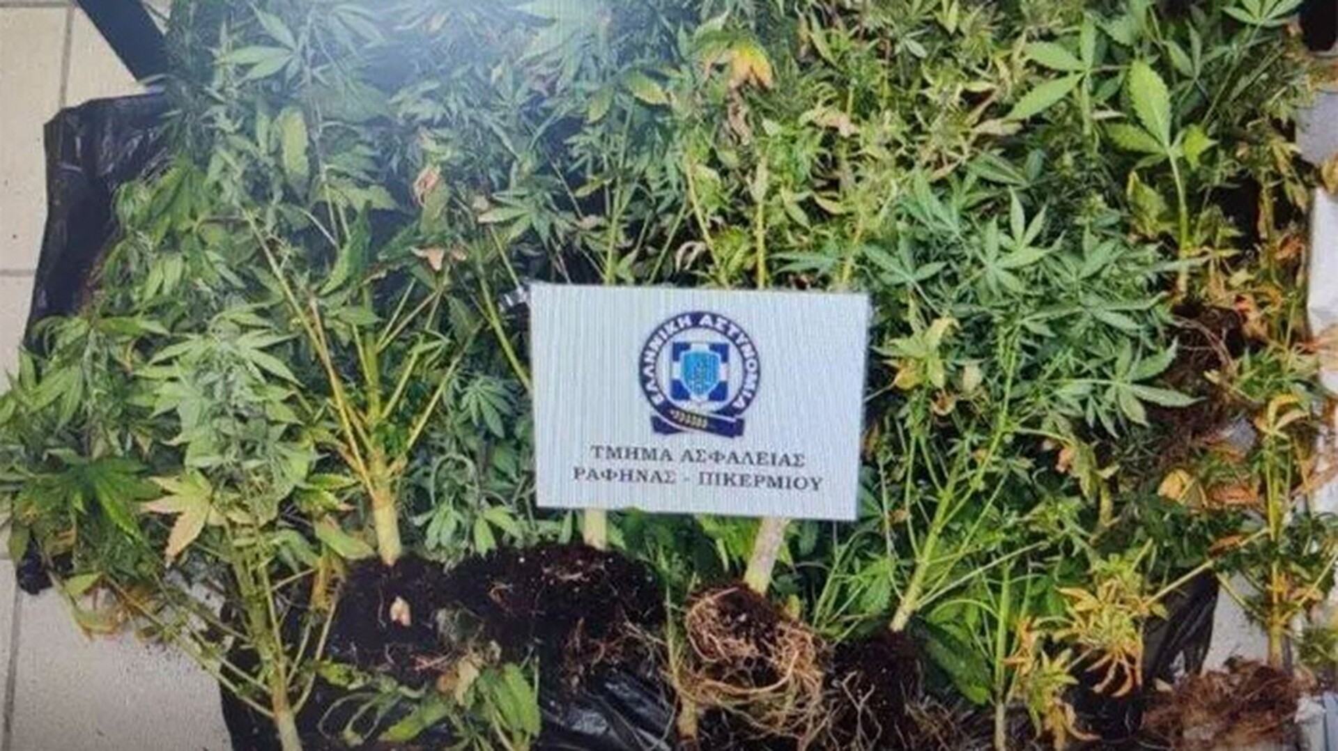 Αρτέμιδα: Υδροπονική καλλιέργεια δενδρυλλίων κάνναβης σε υπόγειο σπιτιού