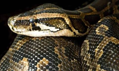 Επιστήμονες ανακάλυψαν εξαφανισμένο φίδι στην Ινδία και είναι το μεγαλύτερο που έχει καταγραφεί ποτέ