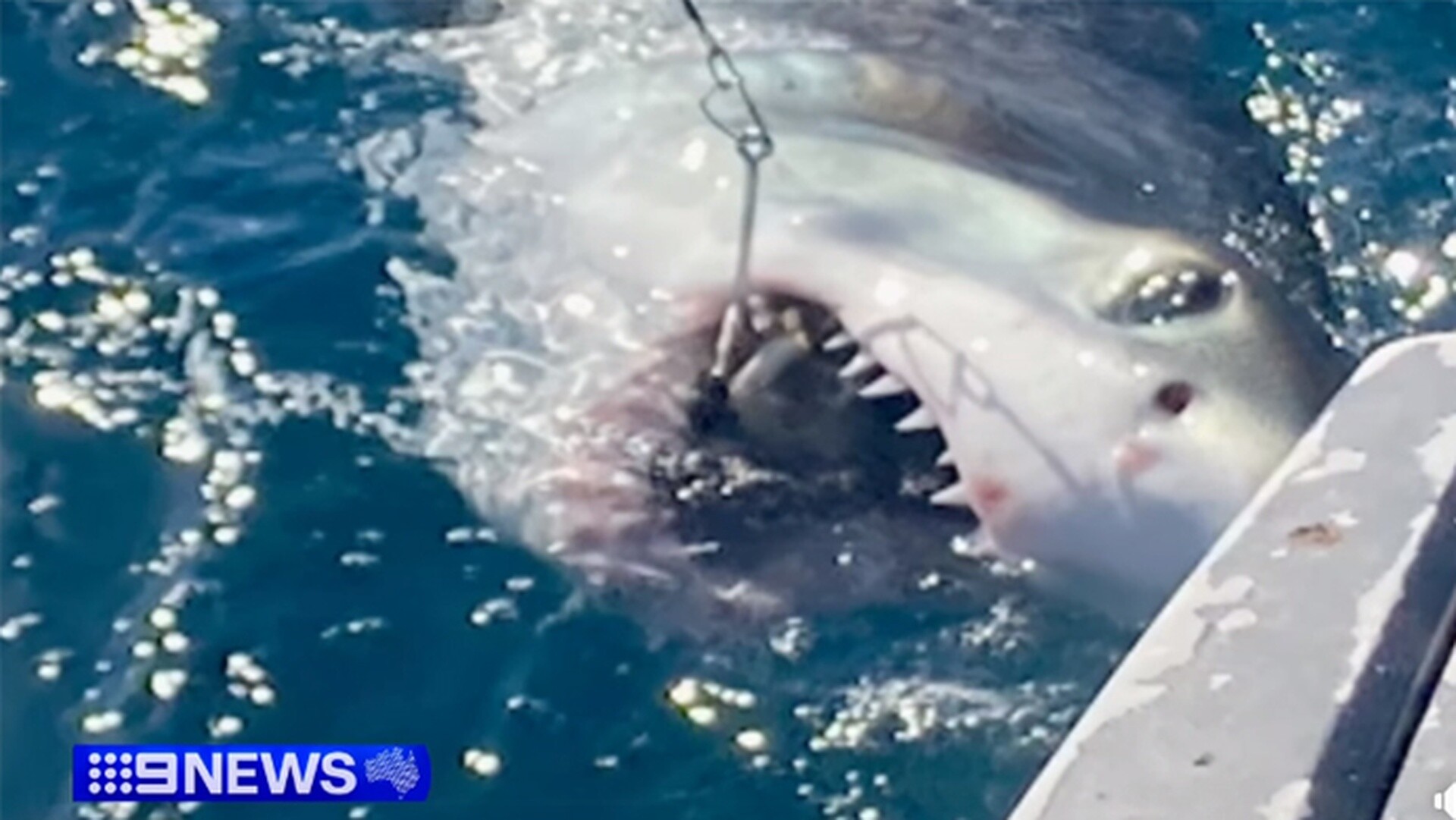 Aυστραλία: Καρχαρίας δάγκωσε 16χρονο που τον έπιασε και προσπάθησε να τον φωτογραφήσει