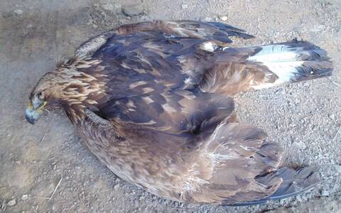 Έβρος: Νεκρά 47 ζώα από δηλητηριασμένα δολώματα στο Σουφλί