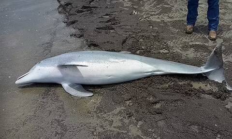 Κτηνωδία: Πυροβόλησαν και σκότωσαν δελφινάκι