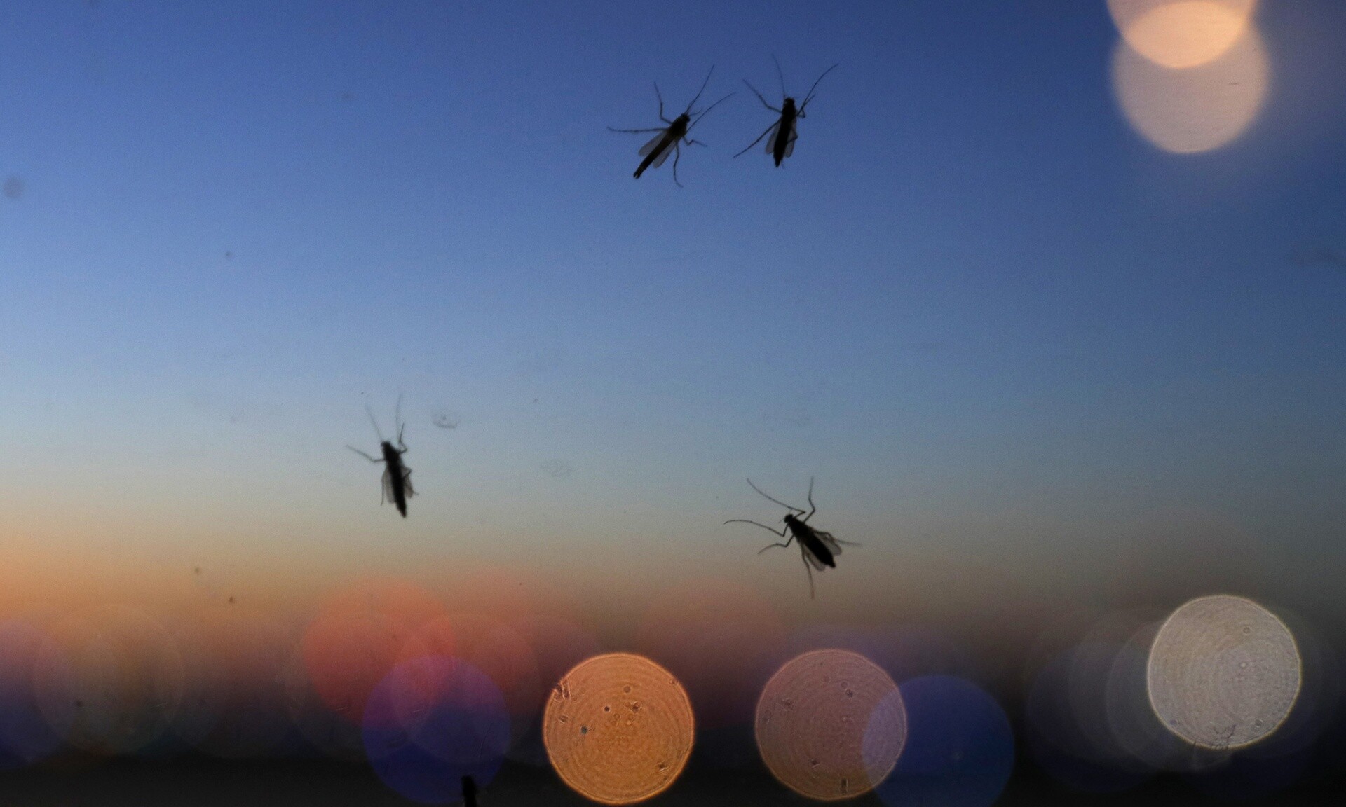Απειλή στην Ευρώπη οι ασθένειες που μεταδίδονται από κουνούπια - Ο ρόλος της κλιματικής κρίσης
