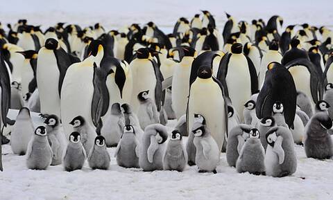 Οι αυτοκρατορικοί πιγκουίνοι της Ανταρκτικής κινδυνεύουν με εξαφάνιση λόγω της κλιματικής αλλαγής