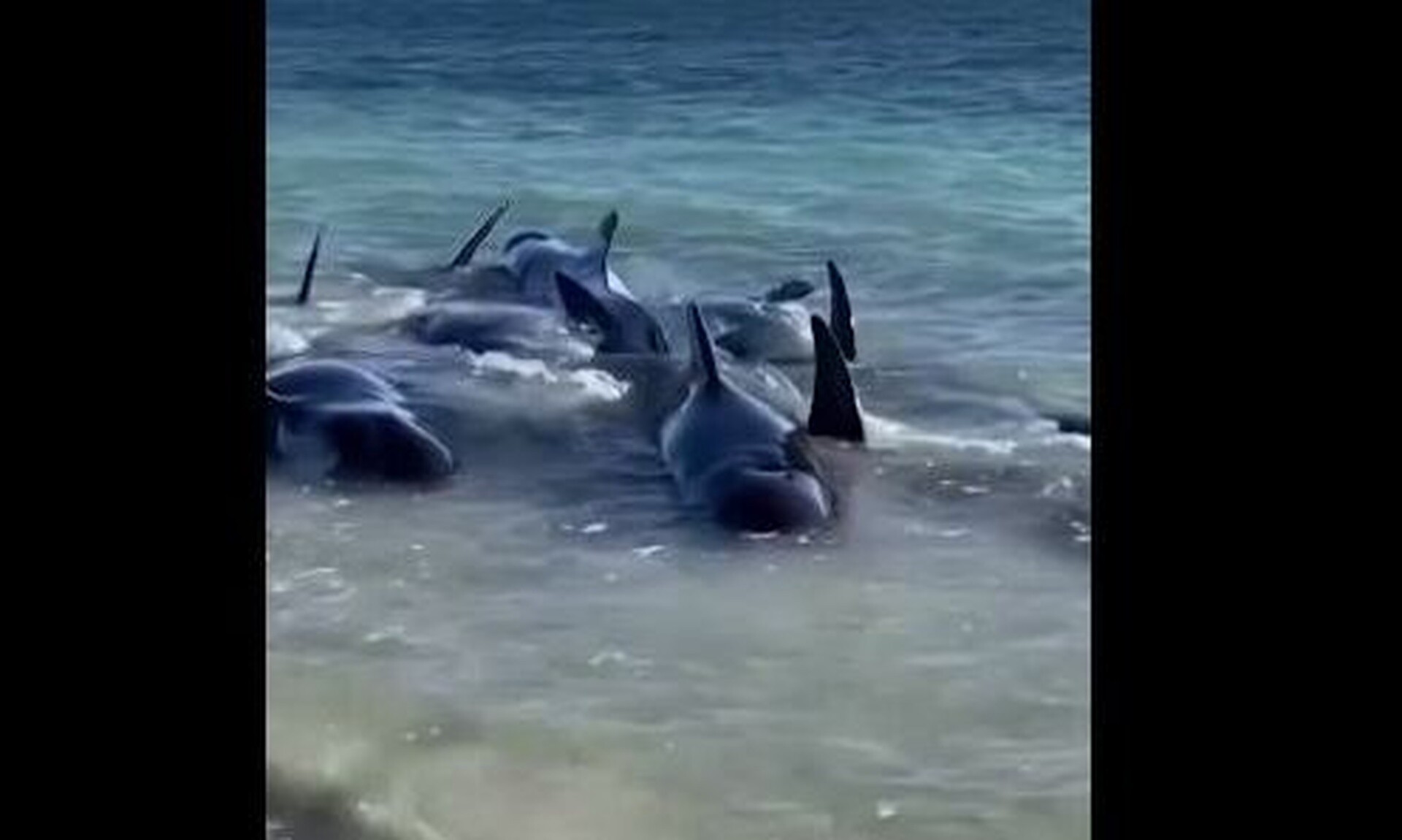 Σπαρακτικές εικόνες: Μυστήριο με 160 φάλαινες σε παραλία - Μεγάλη επιχείρηση διάσωσης τους
