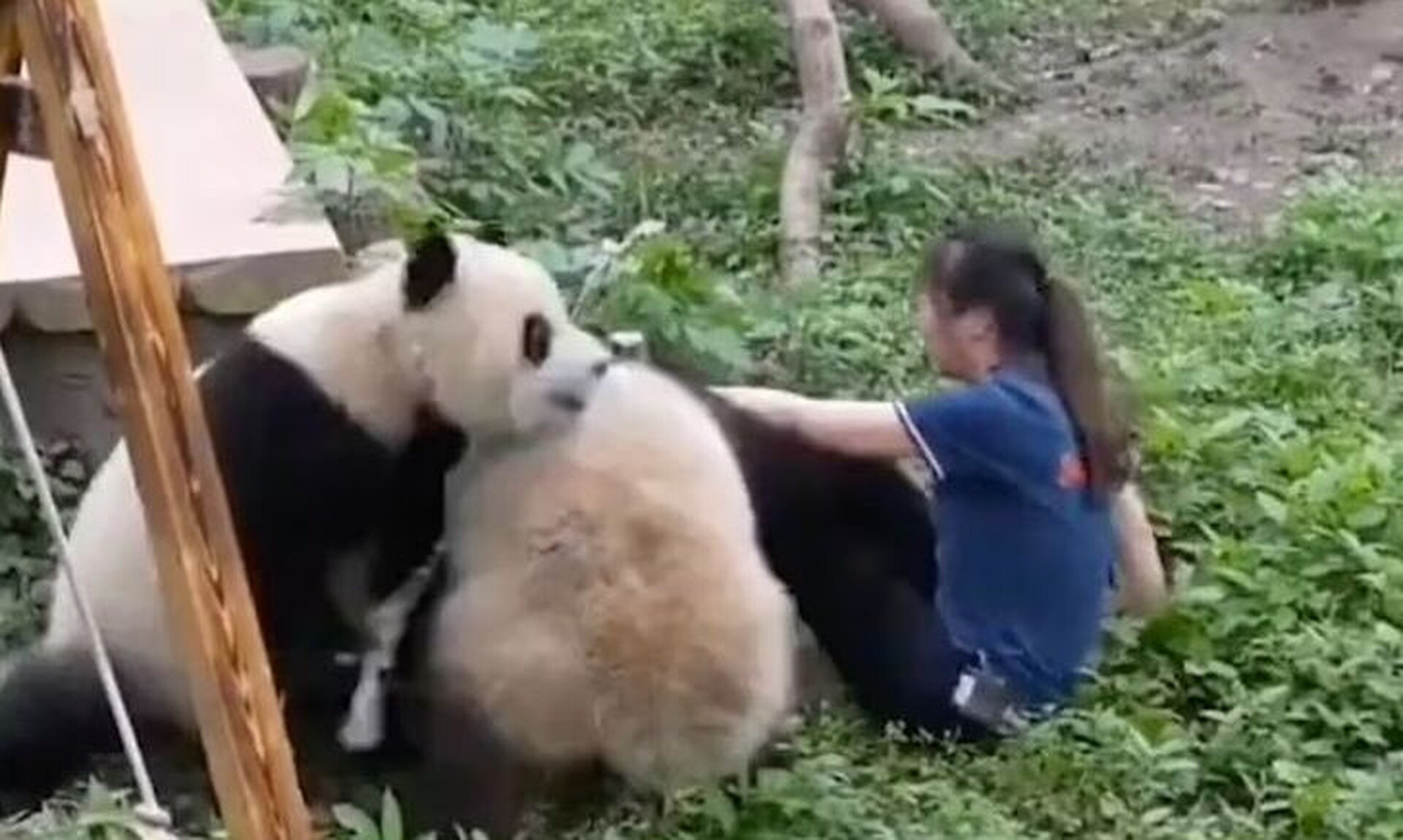 Κίνα: Ρεαλιστικό Kung Fu Panda - Η σοκαριστική στιγμή της επίθεσης πάντα σε φύλακα