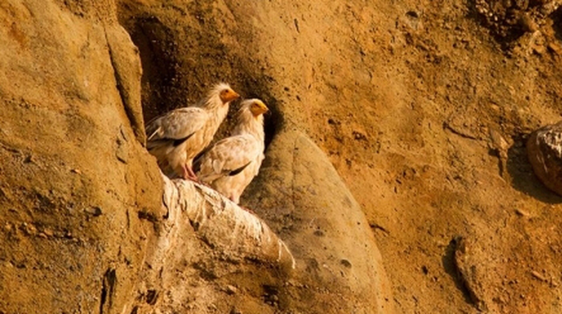 Θαύμα στα Μετέωρα: Ζευγάρι Ασπροπάρηδων στη φωλιά τους μετά από χρόνια