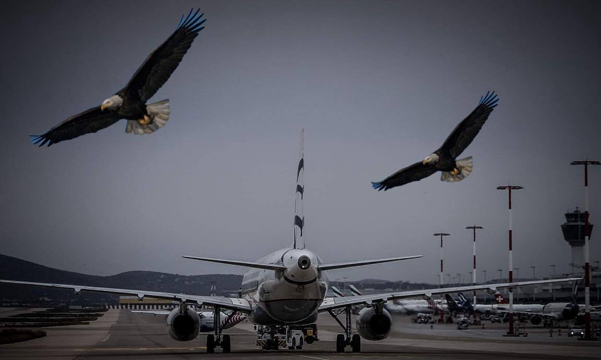 Κίνδυνος-θάνατος τα πουλιά για την ασφάλεια των πτήσεων – Πώς ένα άγριο πτηνό δίνει τη… λύση Ειδήσεις