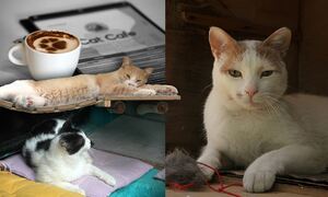 Το Cat Cafe της Αθήνας άνοιξε τις πύλες του και μας υποδέχεται με νιαουρίσματα και γουργουρητά