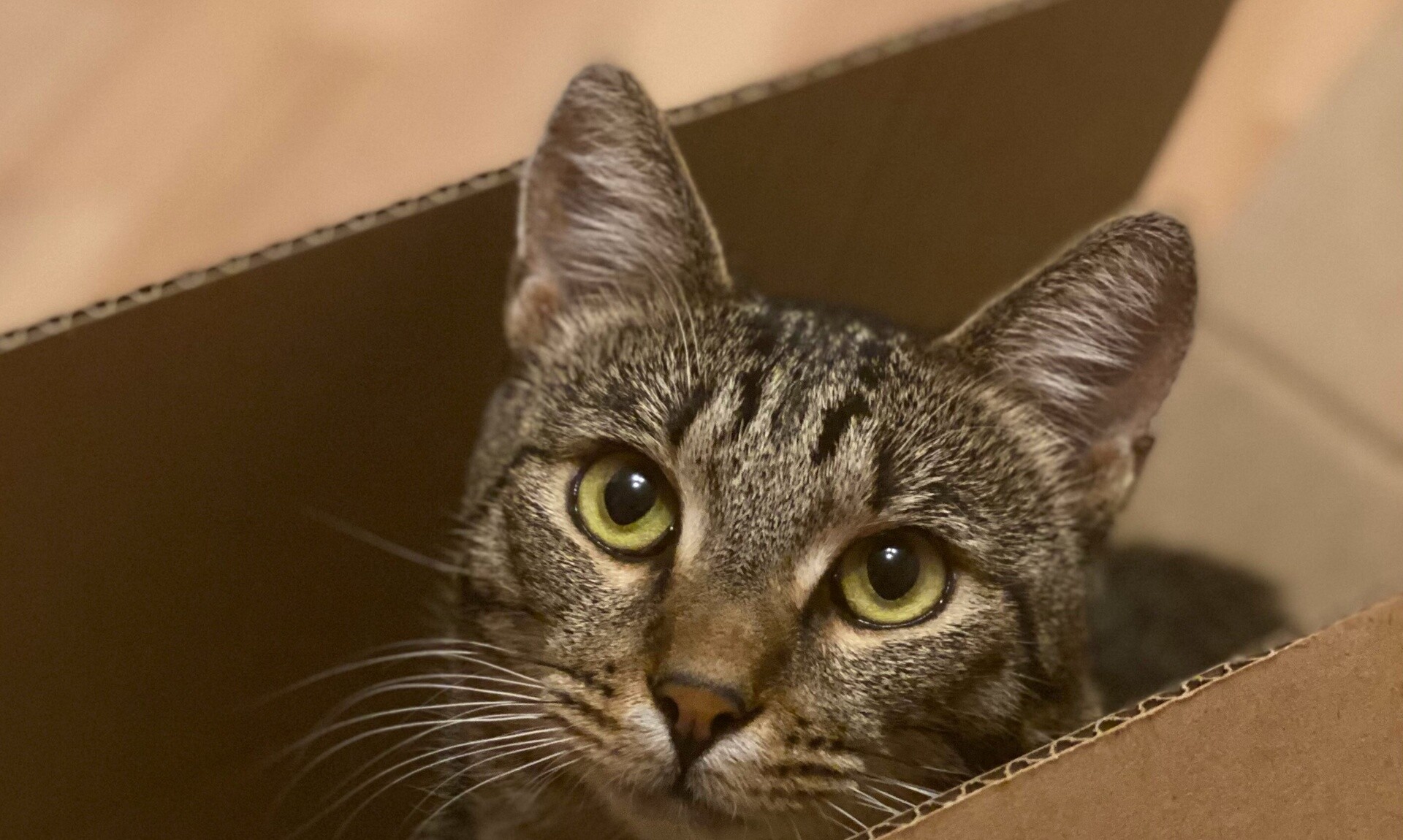 ΗΠΑ: Zευγάρι έστειλε κατά λάθος μια γάτα σε πακέτο στην Amazon