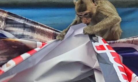 Ταϊλάνδη: Στα «όπλα» οι πίθηκοι - «Γκρέμισαν» αφίσες με συνθήματα σε βάρος τους