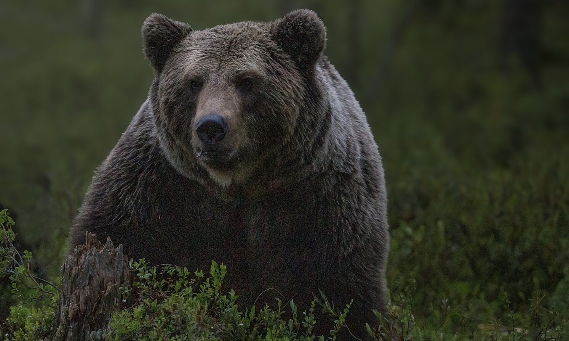 Ιαπωνία: Φόβος και τρόμος για τους κατοίκους οι αρκούδες - Κατακόρυφη αύξηση των επιθέσεων (vid)
