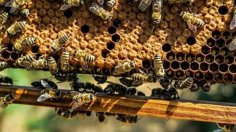 Κοριτσάκι παραπονιόταν για «τέρας» στο δωμάτιό του: Αποδείχτηκε ότι ήταν μελίσσι με 50.000 μέλισσες