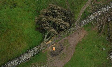 Βρετανία: Δίωξη για το κόψιμο δέντρου που είχε χρησιμοποιηθεί στον «Ρομπέν των δασών»