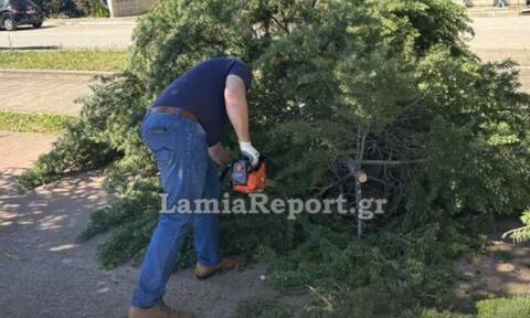 Λαμία: Ξεριζώθηκαν δέντρα λόγω δυνατού αέρα - Πήρε το αλυσοπρίονο ο αντιδήμαρχος