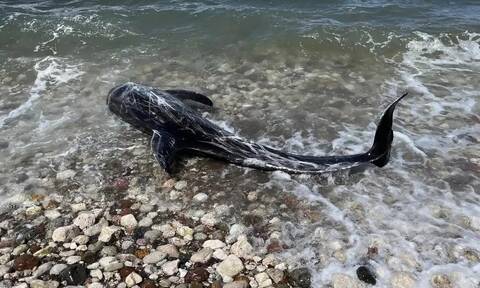 Αργολίδα: Δελφίνι ξεβράστηκε στην παραλία των Ιρίων - Το βοήθησαν λουόμενοι και έζησε!