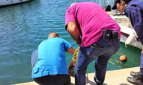 Βόλος: Καρχαριοειδες μήκους 3,5 μέτρων εντοπίστηκε στο λιμάνι (vid)