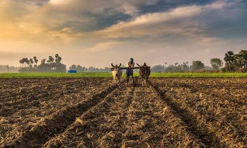 Emerging Growth Dynamics of Agriculture Sector in India