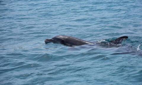 Νεκρό δελφίνι ξεβράστηκε στις ακτές της Καλλικράτειας Χαλκιδικής