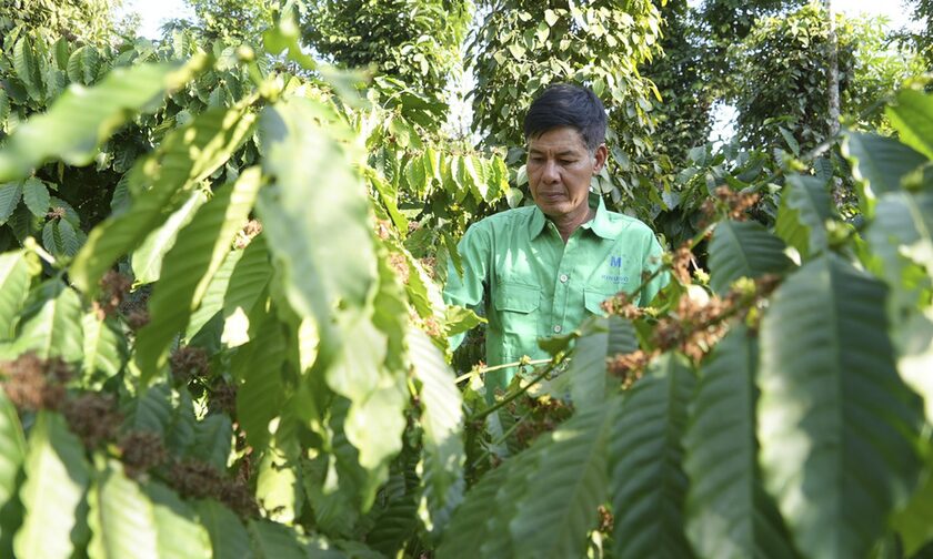 Κρίση στην καλλιέργεια καφέ στην Ασία