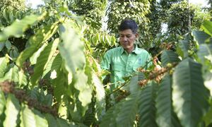 Γιατί εκτοξεύεται η τιμή του καφέ: Ο ρόλος του Βιετνάμ και η νέα «χρυσή» σοδειά των καλλιεργητών