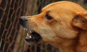Μεσσηνία: Σκύλος επιτέθηκε σε 6χρονο και τον τραυμάτισε στο πρόσωπο