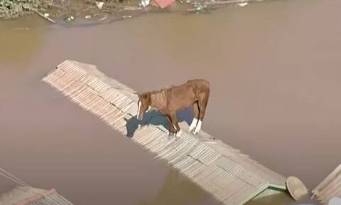 Βραζιλία: Διασώθηκε άλογο που είχε εγκλωβιστεί σε στέγη πλημμυρισμένου σπιτιού (vid)