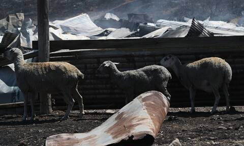 Σέρρες: Δήλωναν εικονικές σφαγές ζώων για να μην χάνουν τις επιδοτήσεις
