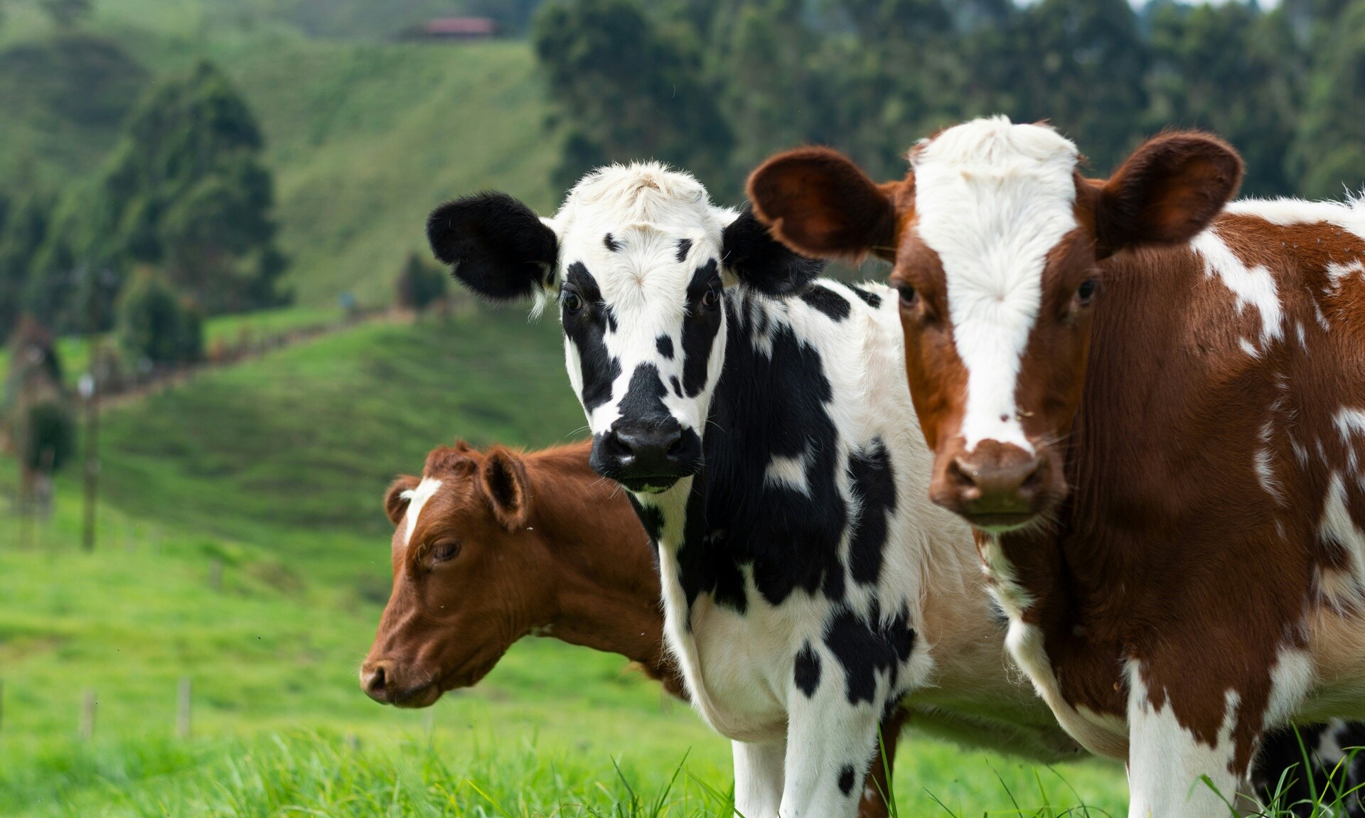 Είναι γεγονός:  Επιβεβαιώθηκε κρούσμα της νόσου των τρελών αγελάδων στη Σκωτία