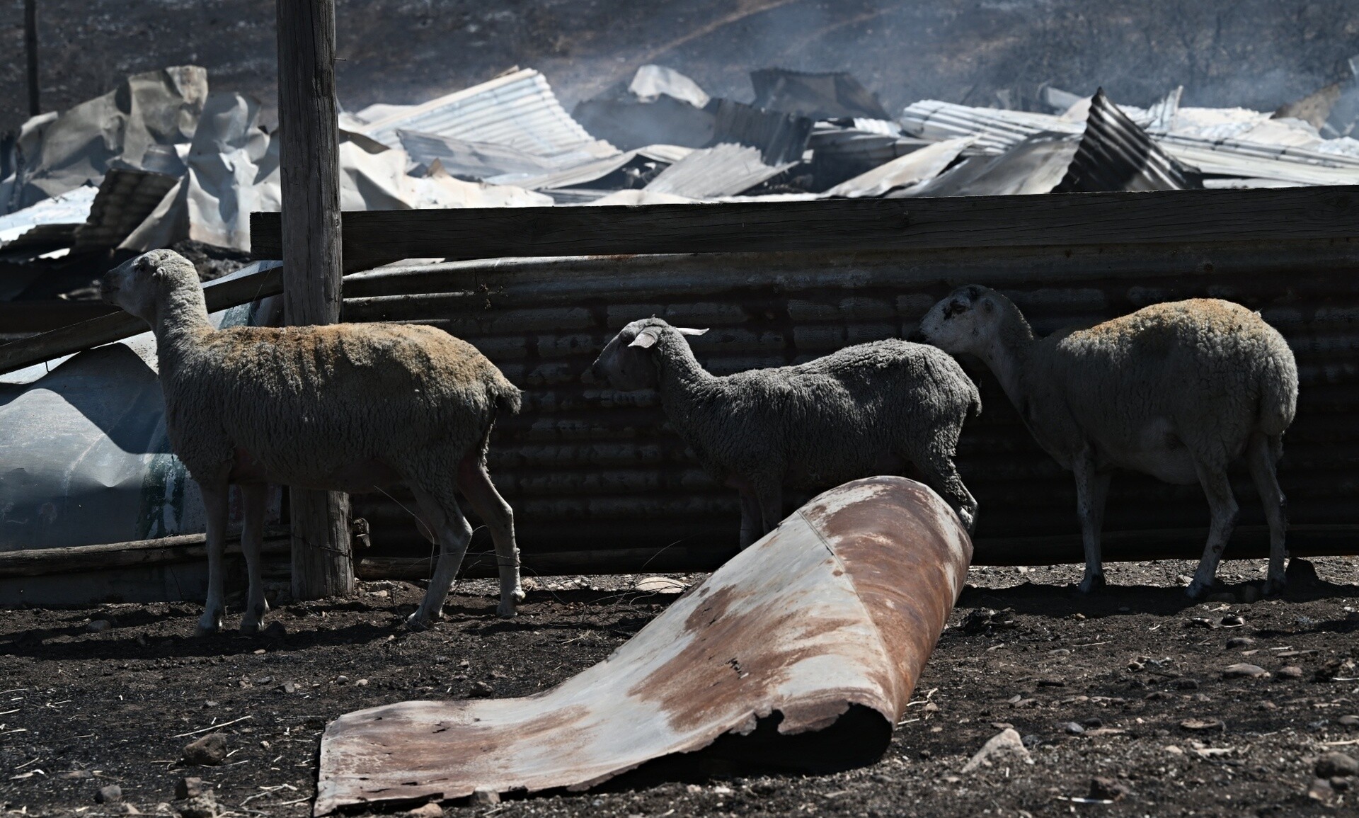 Μαγνησία: Σε αδιέξοδο βρίσκονται οι κτηνοτρόφοι – Βάζουν «πωλητήριο» στα ζώα τους
