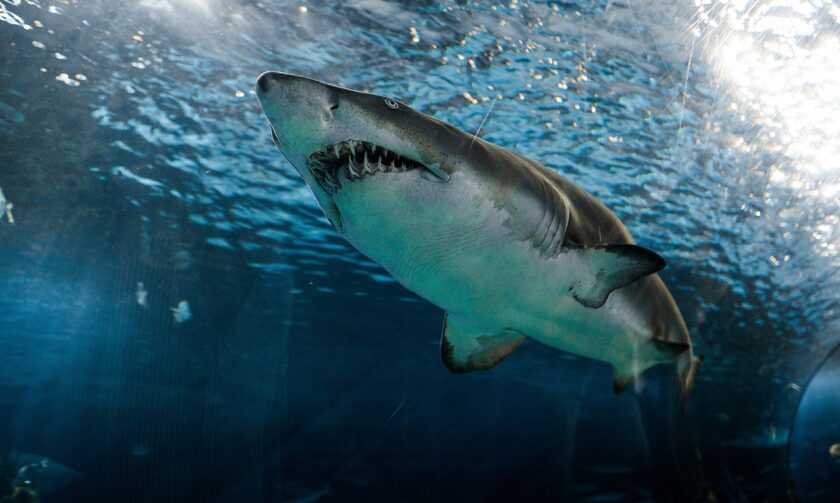 Οι καρχαρίες στην Ελλάδα και η «παγίδα» στα ρηχά νερά - Οι θανατηφόρες επιθέσεις στη χώρα μας