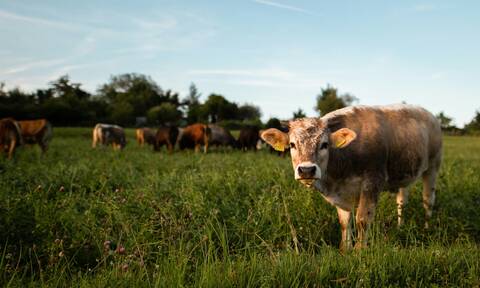 Αγρότης ισχυρίζεται ότι «εξωγήινοι που ακρωτηριάζουν βοοειδή» κλέβουν τα ζώα του