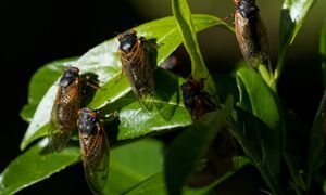 HΠΑ: «Πληγή του Φαραώ» σε 12 πολιτείες - Ένα τρισεκατομμύριο έντομα θα βγουν από τη Γη