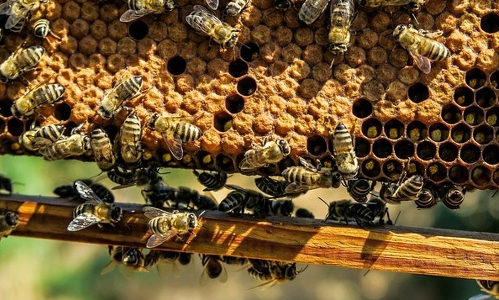 Εκατομμύρια μέλισσες «τράκαραν» σε αυτοκινητόδρομο - Αγώνας για να σωθούν