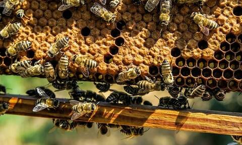 Εκατομμύρια μέλισσες «τράκαραν» σε αυτοκινητόδρομο - Αγώνας για να σωθούν