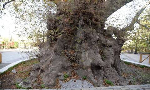Ένα από τα γηραιότερα δέντρα του κόσμου βρίσκεται σε χωριό της Κρήτης