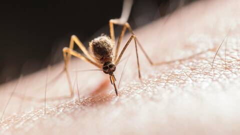 Ιός του Δυτικού Νείλου: Αναμένεται «επέλαση» των κουνουπιών - Πώς να προφυλαχθούμε