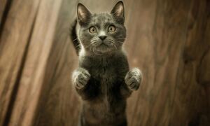 Μία γάτα «δίνει» συνέντευξη στο Newsbomb.gr: Οι ράτσες με το μεγαλύτερο προσδόκιμο ζωής