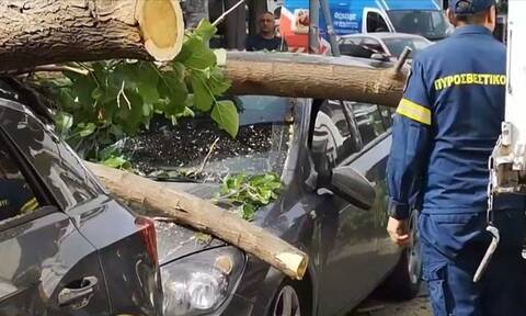 Θεσσαλονίκη: Δέντρο έπεσε πάνω σε αυτοκίνητο – Από θαύμα γλύτωσε ο οδηγός