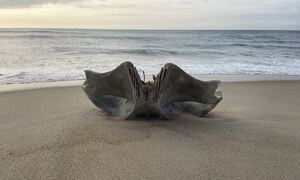 Φοβερή ανακάλυψη στις ΗΠΑ: Κρανίο που ανήκει σε πλάσμα βάρους 40 τόνων ξεβράστηκε σε παραλία