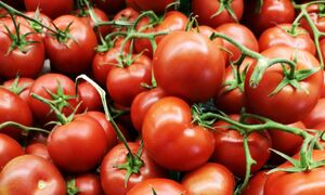 Για πέταμα το 90% της παραγωγής ντομάτας - Τι συνέβη κι έφερε σε απόγνωση τους παραγωγούς