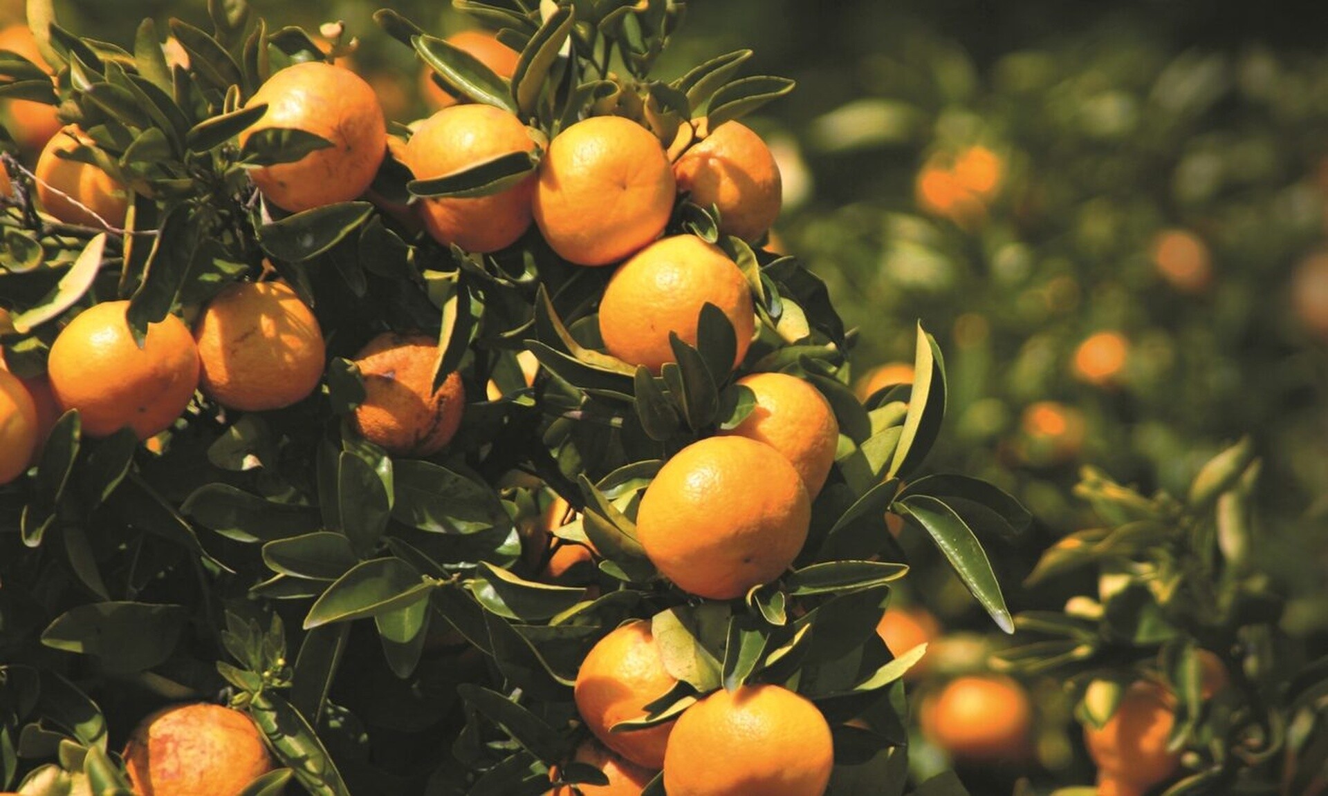 «Ξινά» τα πορτοκάλια - «Χρυσάφι» η τιμή του χυμού στα ράφια των σούπερ μάρκετ
