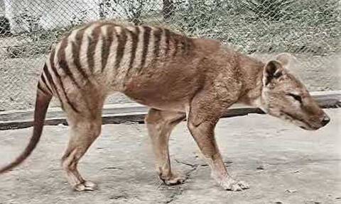 Νέες φωτογραφίες φέρεται να δείχνουν την Τίγρη της Τασμανίας 88 χρόνια μετά την εξαφάνισή της