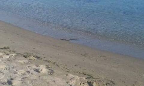 Λάρισα: Είδαν ξαφνικά φίδι να κολυμπά στη θάλασσα - Αναστάτωση στην περιοχή