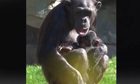 Βίντεο που ραγίζει καρδιές: Χιμπατζίνα κουβαλάει το νεκρό μωρό της επί μέρες