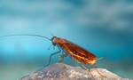 Αποκαλύφθηκε πώς οι κατσαρίδες εξαπλώθηκαν στην Ευρώπη και στον υπόλοιπο κόσμο